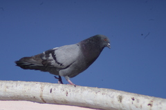 Columba livia