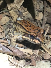 Leptodactylus rhodonotus