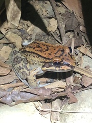 Leptodactylus rhodonotus