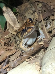 Leptodactylus rhodonotus