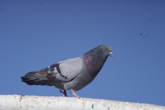 Columba livia