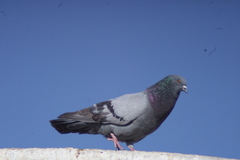 Columba livia