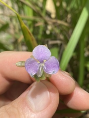 Murdannia gigantea