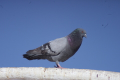 Columba livia