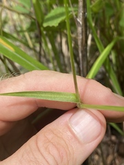 Murdannia gigantea