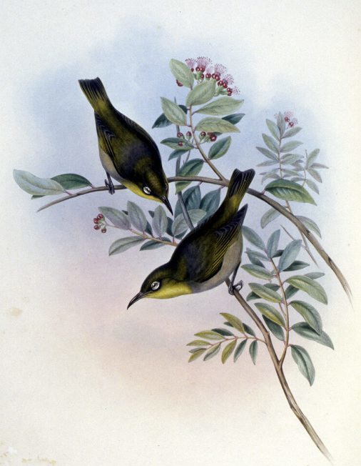 Robust White-eye illustration
