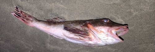 Common searobin (Prionotus ruscarius) — Triglidae — 4