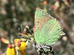 Callophrys dumetorum perplexa
