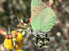 Callophrys dumetorum perplexa