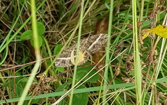 Chrysolarentia vicissata