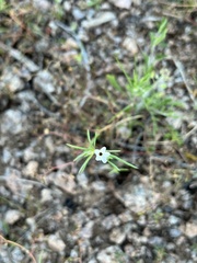 Linanthus bigelovii