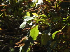 Clethra hartwegii