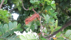 Paubrasilia echinata