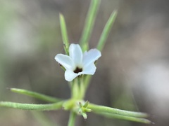 Linanthus bigelovii