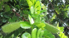 Paubrasilia echinata