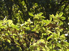 Clethra hartwegii