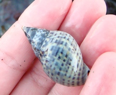Cominella maculosa
