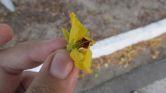 Paubrasilia echinata