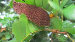 Paubrasilia echinata