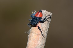 Eurymela distincta