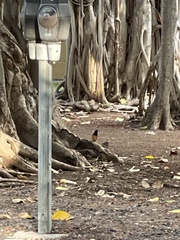 Copsychus malabaricus