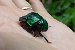 Oxysternon conspicillatum