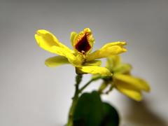 Paubrasilia echinata