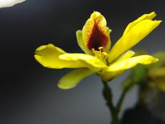 Paubrasilia echinata