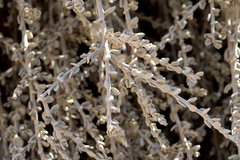 Krameria cistoidea