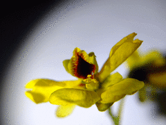 Paubrasilia echinata