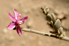 Krameria cistoidea