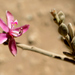 Krameria cistoidea - Photo (c) danielaperezorellana, algunos derechos reservados (CC BY-NC-ND)
