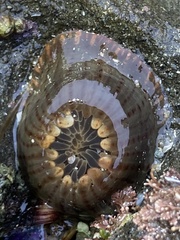 Anthopleura mariae