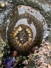 Anthopleura mariae