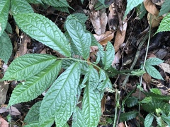 Elatostema oblongifolium