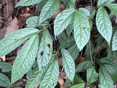 Elatostema oblongifolium