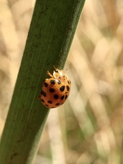 Henosepilachna sumbana