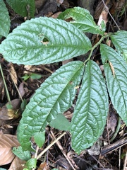 Elatostema oblongifolium