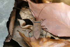 Aspilosterna valida