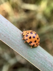 Henosepilachna sumbana