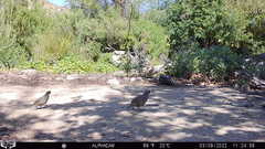Callipepla californica