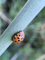 Henosepilachna sumbana