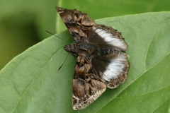 Noctuana lactifera