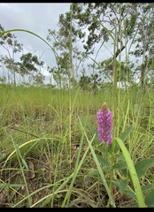 Uraria lagopodioides
