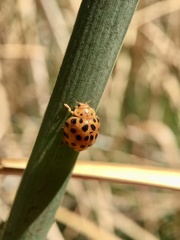 Henosepilachna sumbana