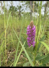 Uraria lagopodioides