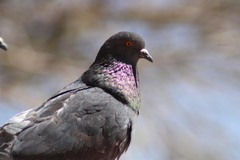 Columba livia