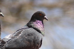Columba livia