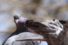 Columba livia