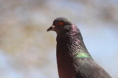 Columba livia